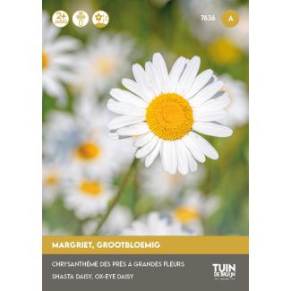 Margriet Grootbloemig, zaden Tuin de Bruijn
