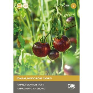Tomaat Indigo Rose | Tuin de Bruijn