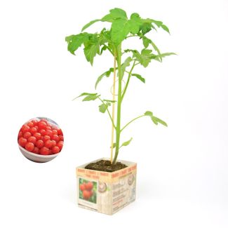 Tomatenplant Sweet baby