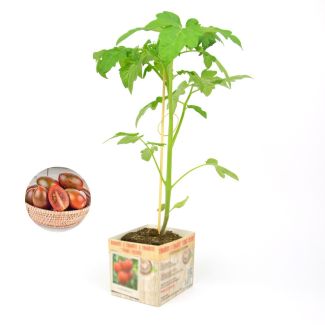 Tomatenplant Tiger - Tijgertomaat