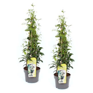 VOORDELIGE KEUZE - Toscaanse Jasmijn - 2 stuks - potmaat Ø15, ca. 60cm hoog