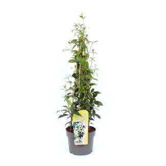 Toscaanse Jasmijn (Ø15 cm) - heerlijk geurend - ca. 60 cm hoogt (incl. pot)