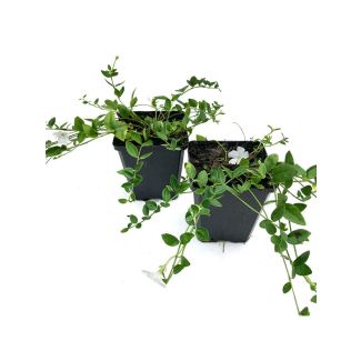 Vinca minor ‘Alba' - 6 plantjes - (kleine maagdenpalm) - witbloeiend