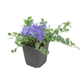 Vinca minor plantjes