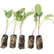 Winterbloemkool plantjes direct van de kweker