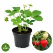 aardbeiplantjes Ostara