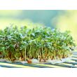 Mooie oogst tuinkers