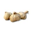 Plantknoflook Sabagold