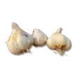 witte plantknoflook