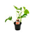 Aardbeiplantje
