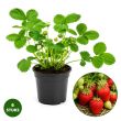 Aardbei Gariguette