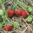 Aardbeien Darselect