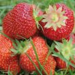 Elsanta aardbeien