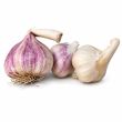 Plantknoflook Theradore