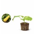 Courgette geel