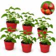 Aarbeiplantjes - doordragers