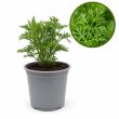Colakruid