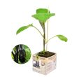 Aubergine plant