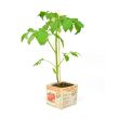 Trostomatenplant
