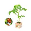 Snoeptomatenplant