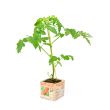 Snoeptomatenplant