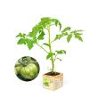 Tomaten Green Zebra met plant.