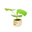 Pompoen planten koop je bij moestuinenbloem.nl