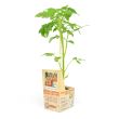 Cherrytomatenplant geënt 