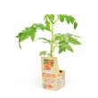 Italiaanse tomatenplant geënt 