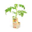 Tomatenplant Coeur de Boeuf - geënt 