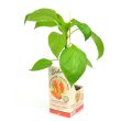 Snack paprika in perspot