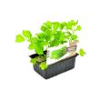 Groene Selder plantjes