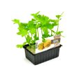 Knolselder plantjes
