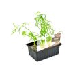 Knolvenkel plantjes