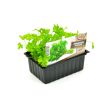 Bladpeterselie plantjes kopen