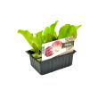 Roodlof plantjes