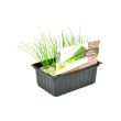 Lente-ui plantjes