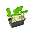 Bloemkool plantjes verkopen wij per 6 stuks