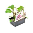 Rode kool plantjes