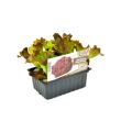 Rode krulsla plantjes
