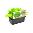 Groene krulsla plantjes kopen