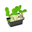 Winterbloemkool plantjes