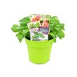 Basilicum in pot Ø13cm