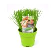 Bieslook in pot. Lekker in salades, bij vis en in de soep