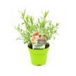 Dragon in pot