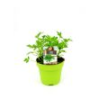 Lavas kruidenplant