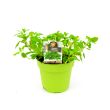 Marjolein kruidenplant