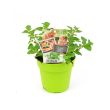 Oregano plant in pot