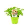 Peterselie in pot (Ø13cm)