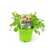 Rucola in pot